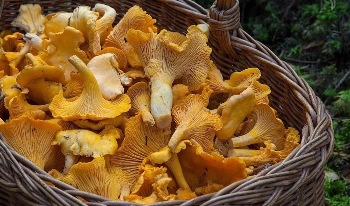 Биолог Сергей Волобуев рассказал, можно ли есть выросшие зимой грибы - tvspb.ru