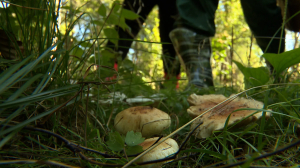 Не все грибы одинаково полезны: как не набрать полную корзинку гипераккумуляторов