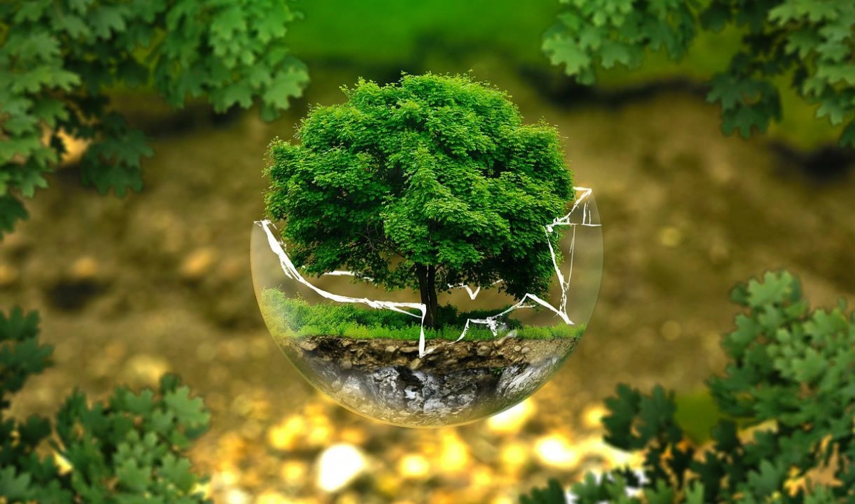 Экологическая организация «Гринпис» отмечает день рождения - tvspb.ru