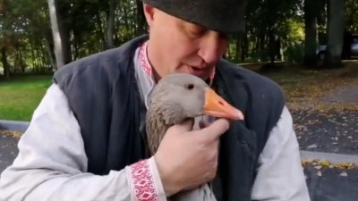 В Ломоносовском районе на участок пришел гусь