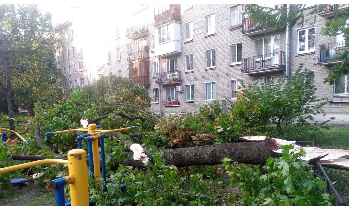 Ветер повалил более 60 деревьев в Петербурге - tvspb.ru