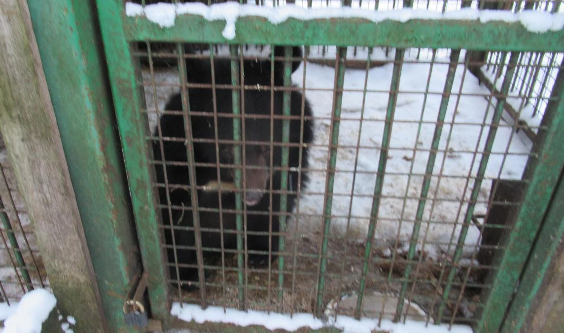 В центре «Велес» проснулся медведь Балу - tvspb.ru