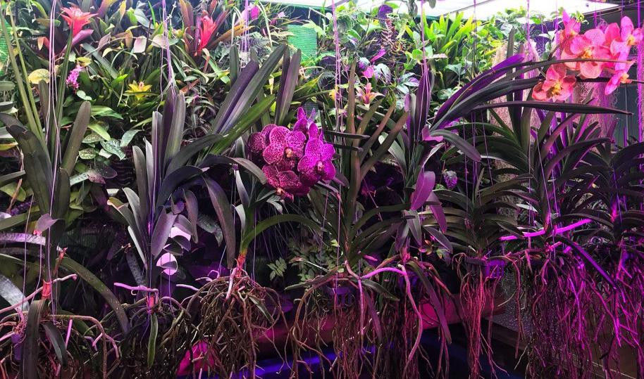 В Ленинградском зоопарке расцвела теплолюбивая орхидея Ванда