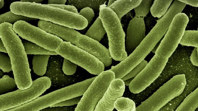 Холера приобрела устойчивость к бактериофагам
