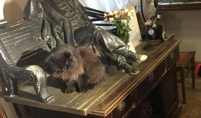 Украденного кота из музея Булгакова подбросили в «нехорошую квартиру» - tvspb.ru