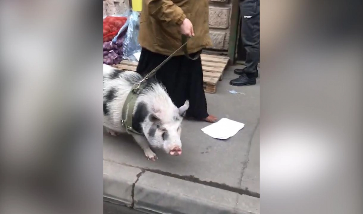 В Петербурге горожане заметили свинью, гуляющую на поводке - tvspb.ru