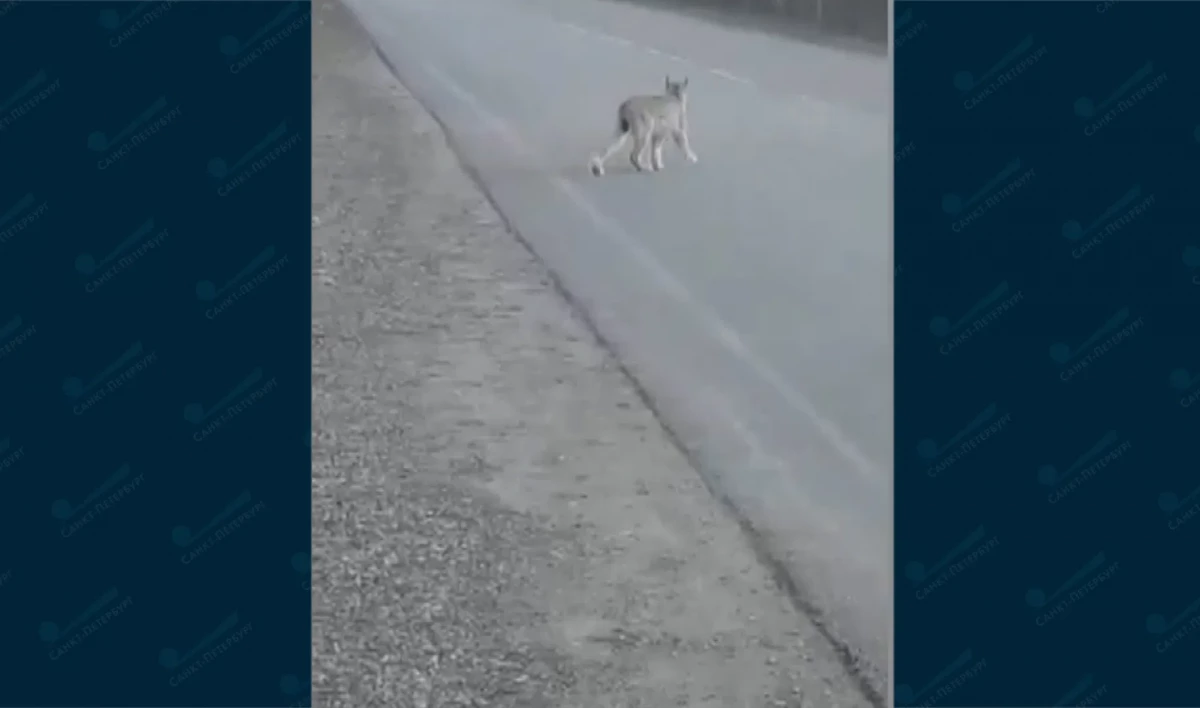 Жители поселка Свирьстрой заметили на дороге рысь - tvspb.ru