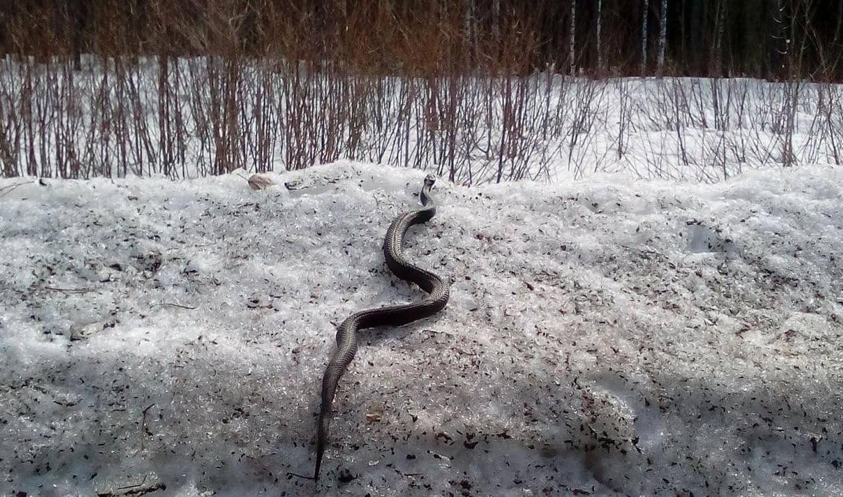 Змеи после спячки. Змея в снегу. Змеи зимой. Змеи весной. Змеи Ленинградской области.