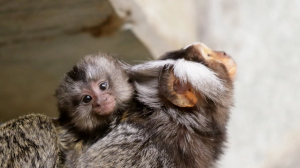Самый маленький примат: в Ленинградском зоопарке показали малыша игрунки
