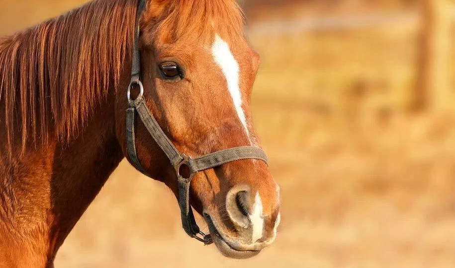 Из конюшни в Сертолово неизвестные увели лошадь - tvspb.ru