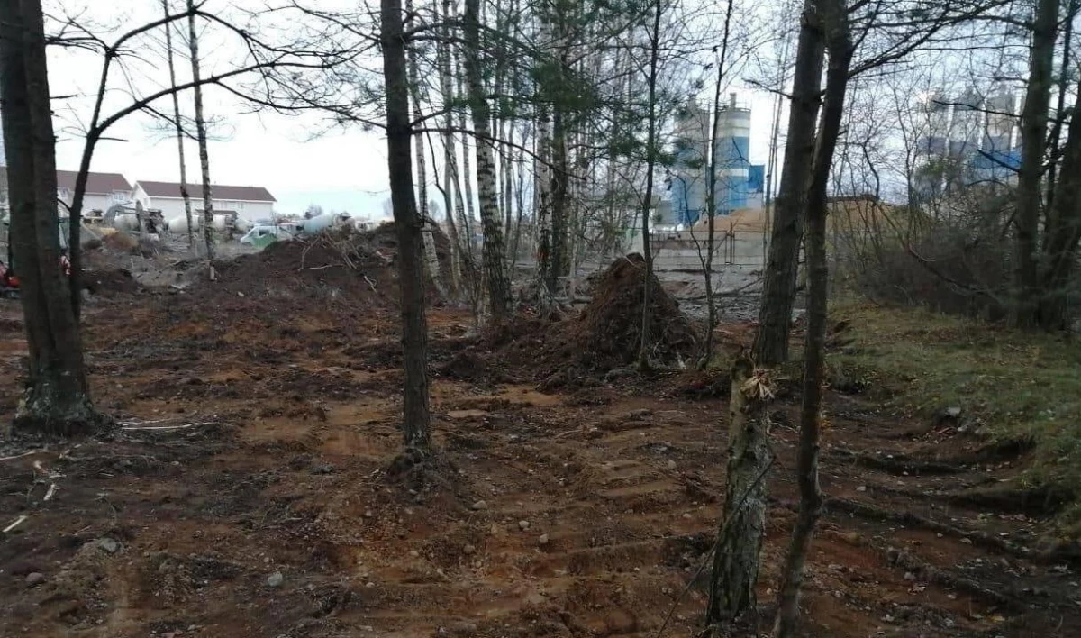 Лес в Вистино очистили от бетона после разлива - tvspb.ru