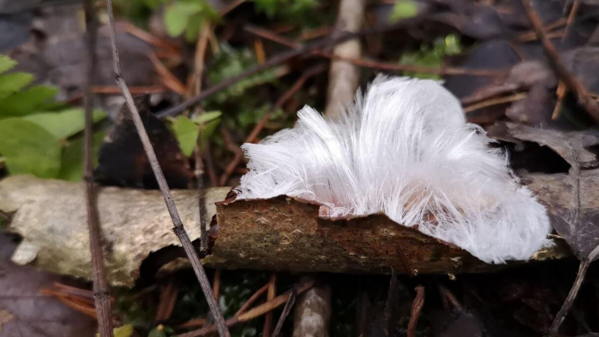 Биологи обнаружили удивительное явление. Ледяные волосы природное явление. Гриб волосатый лед. Ледяные волосы. Волосатое дерево от шерсти.