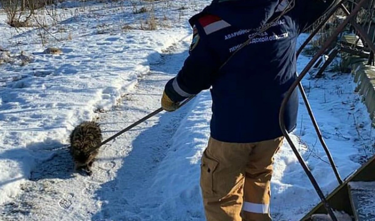 Енотовидную собаку спасли из очистных сооружений в Новой Ладоге - tvspb.ru