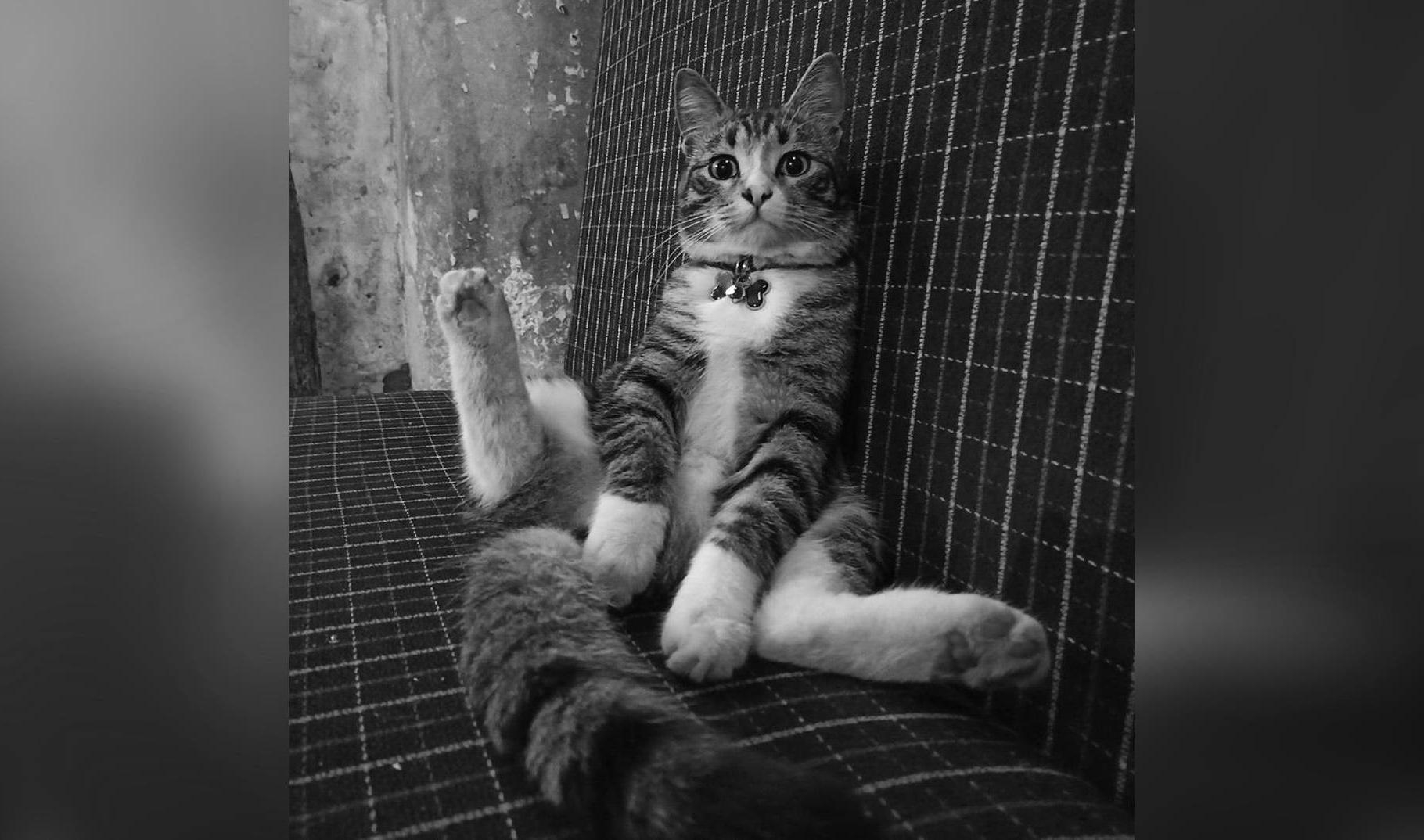Кошки шпалерной. Севастопольские коты. Кошки шпалерной. Коты анненкирхе. Кошечка с котятами.