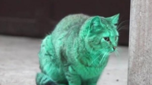 Хорошие новости сети от Анны Алексеевой: В Калифорнии изобрели многоразовую бумагу. По улицам болгарского города гуляет зеленая кошка. Мобильное приложение превратит ваши пробежки в увлекательный квест