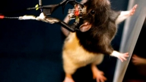 Компас в мозгу крысы, роботы – официанты, приложение для пешеходов