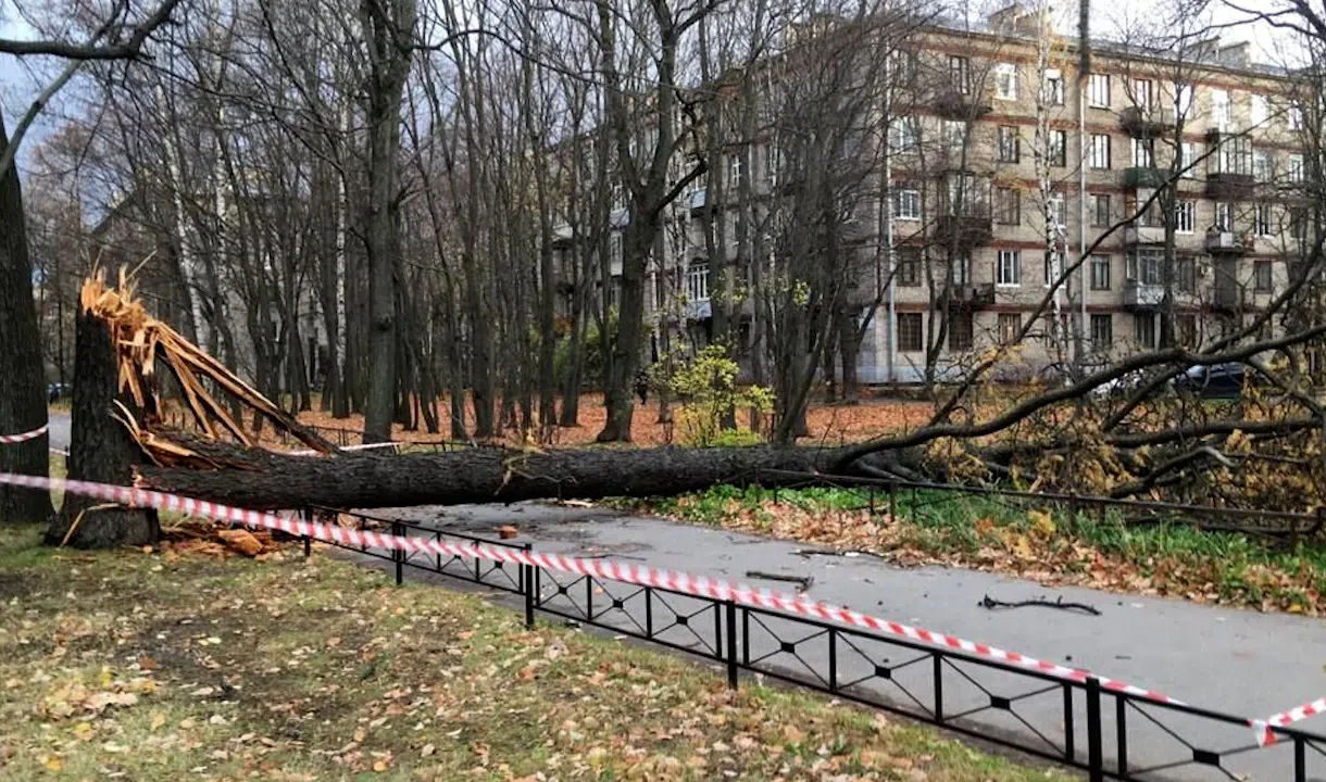 Бури спб. Поваленные деревья в городском парке. Поваленные деревья на Крутицкой набережной. Ураган в Юпитере сблизи. Ураган в Питере 29 октября.