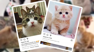 Знаменитые коты инстаграма: аппетитный Хосико, гламурная Буся, деловой Мостик и оракул Ахилл