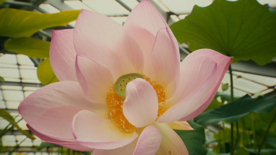 Красивый деликатес: в Ботаническом саду рассказали о секретах лотоса