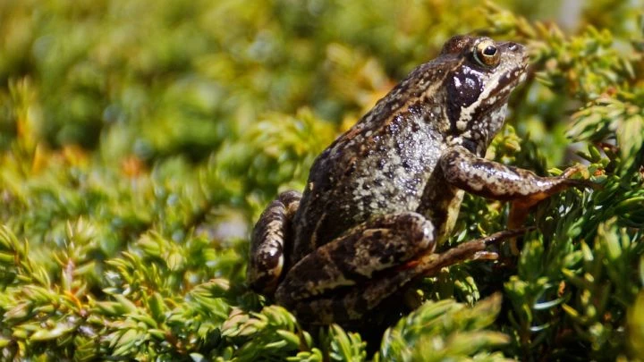 Волонтеры помогут жабам из «Сестрорецкого болота» перебраться на Глухое озеро - tvspb.ru