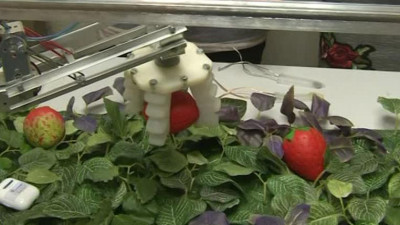 Собрать нельзя оставить. Нейросеть и дроны помогут в сборе урожая