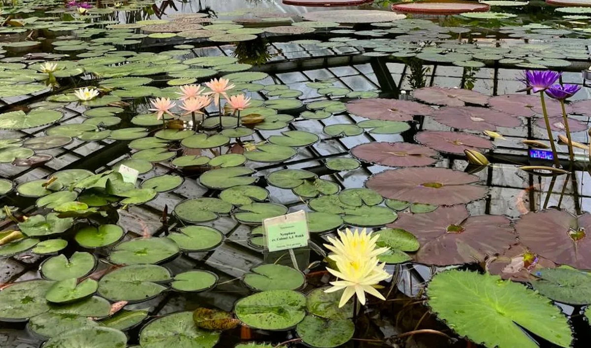 Ботанический сад в Петербурге открывает Водный маршрут - tvspb.ru