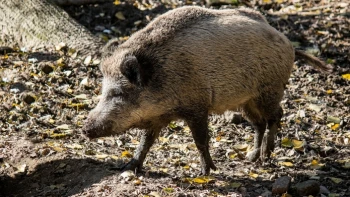 В Росприроднадзоре предупредили петербуржцев об агрессивных кабанах в лесах