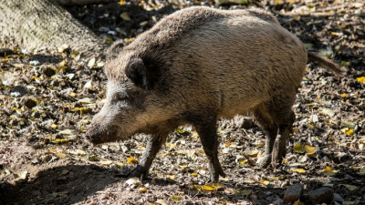 В Росприроднадзоре предупредили петербуржцев об агрессивных кабанах в лесах