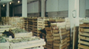 Репортаж о перебоях с продажей овощей и фруктов в Ленинграде в 80-ые годы