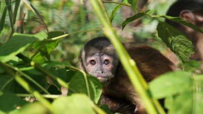 Петербургские музеи и зоопарки могут войти в перечень отраслей, наиболее пострадавших от коронавируса