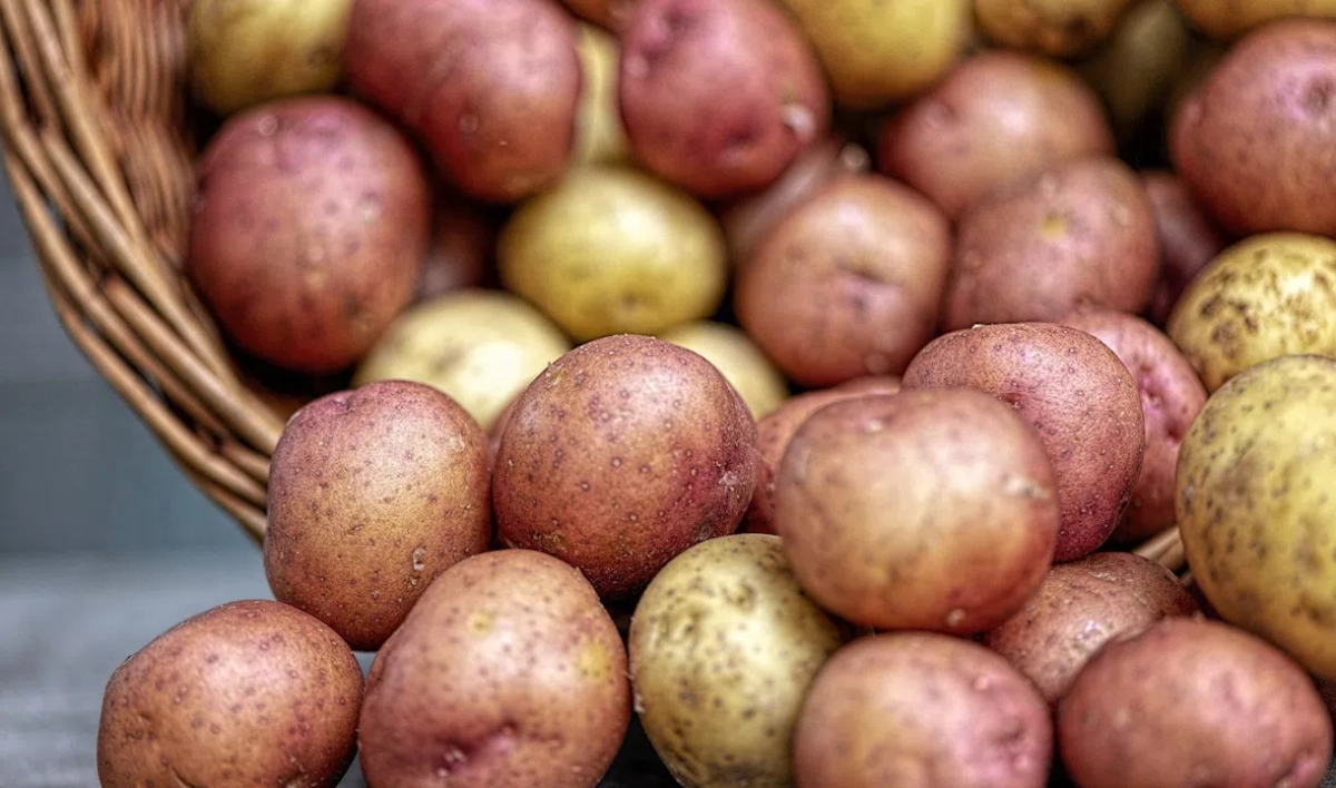 Почти 25 тонн марокканского картофеля не пустили в Петербург из-за нематоды - tvspb.ru