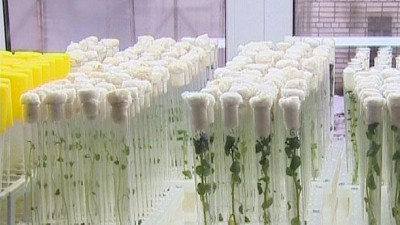 Идеальный клубень для идеального урожая: в Шушарах открыли лабораторию по клонированию картофеля