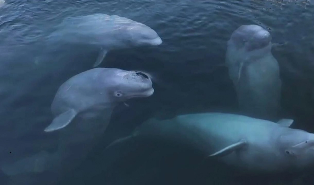 Животных из «китовой тюрьмы» переведут в центр содержания косаток - tvspb.ru