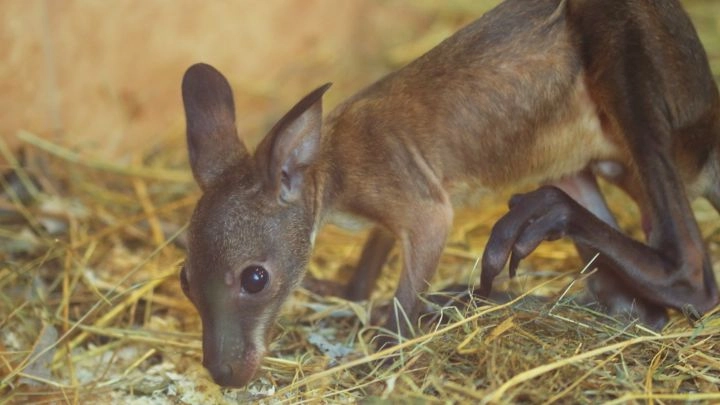 В сети появились фото детенышей кенгуру Беннетта, которые родились в Ленинградском зоопарке - tvspb.ru