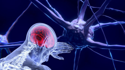 Ведущие нейробиологи мира прочтут открытые лекции в СПбГУ