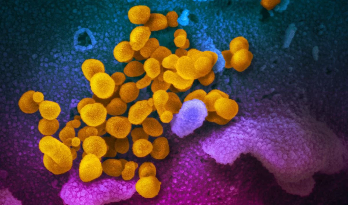 Ученые показали, как выглядит новый китайский коронавирус - tvspb.ru