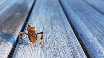 Ученые СПбГУ открыли редкий вид усатого тропического клопа