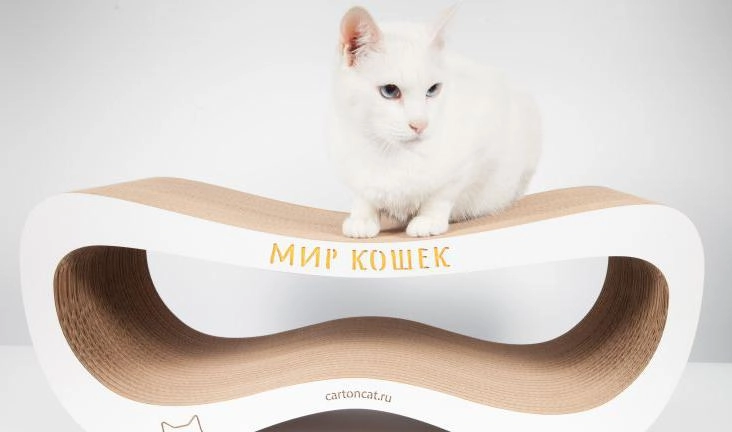 Когтеточку кота Ахилла продадут на благотворительном аукционе - tvspb.ru