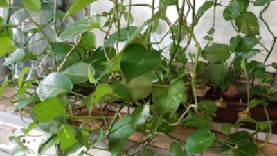 Ученые СПбГУПТД разработали композиционный материал для выращивания растений в условиях Крайнего Севера