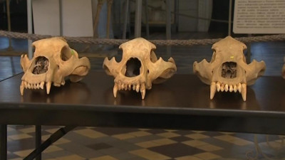 Зоологический музей пополнился уникальной палеонтологической коллекцией