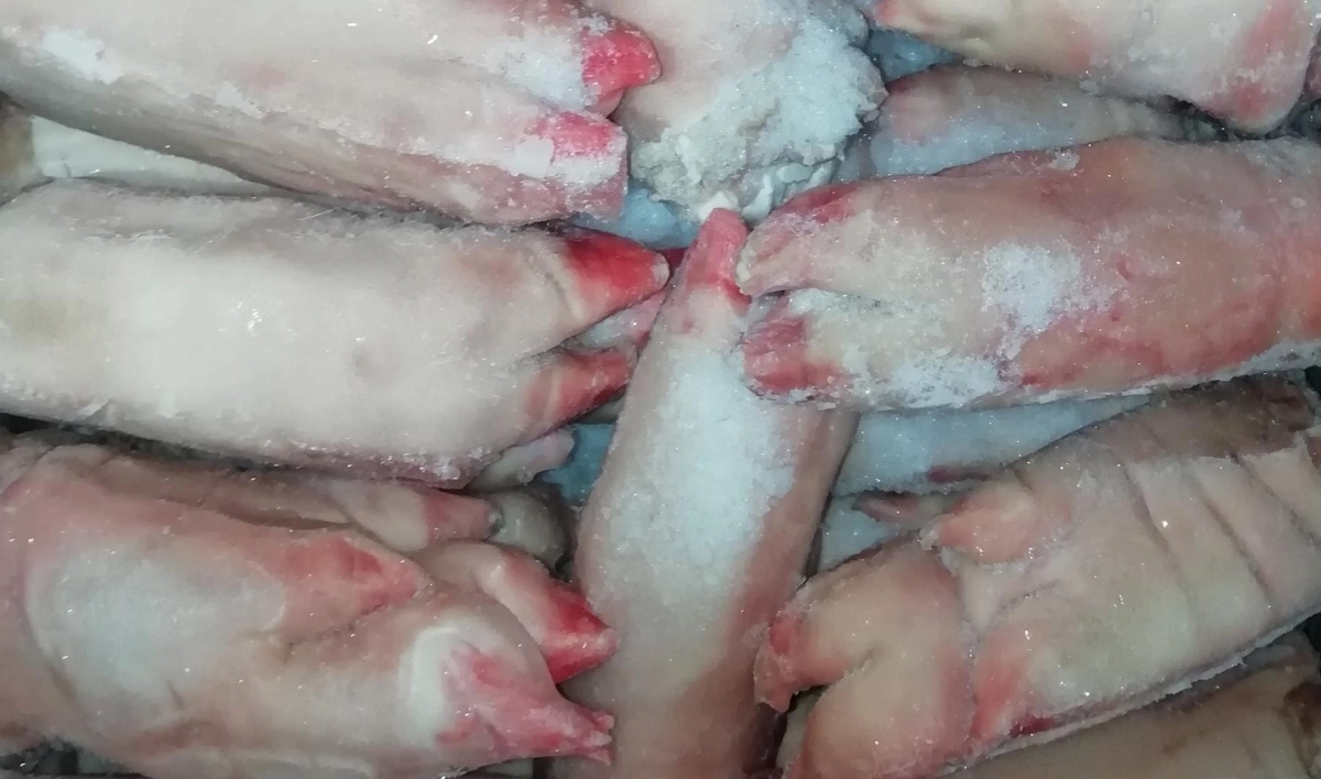 Из Ленобласти в Африку отправят 83 тонны свиных копытец - tvspb.ru