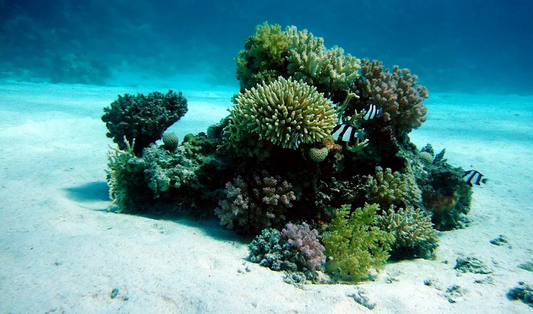 Коралловые рифы Гавайи