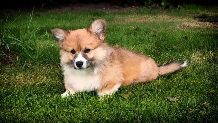 В октябре Петербург примет фестиваль корги - tvspb.ru