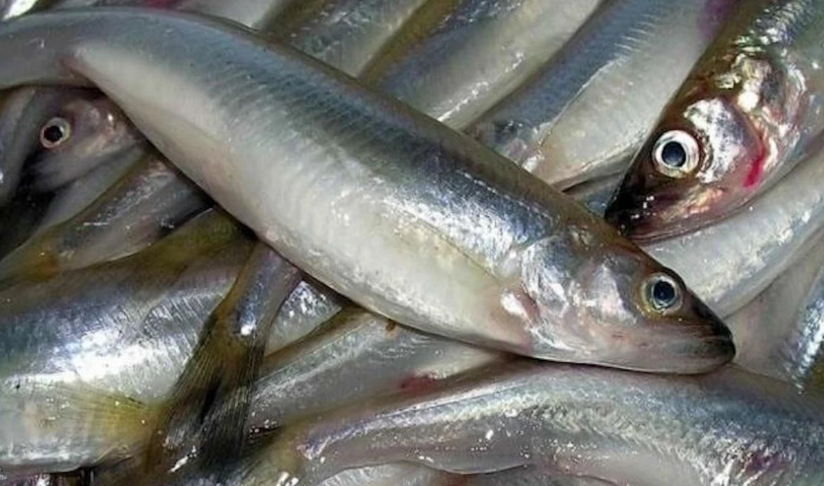 ЗакС Петербурга подключился к борьбе со спекуляцией на корюшке - tvspb.ru