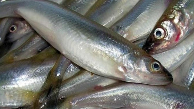 ЗакС Петербурга подключился к борьбе со спекуляцией на корюшке