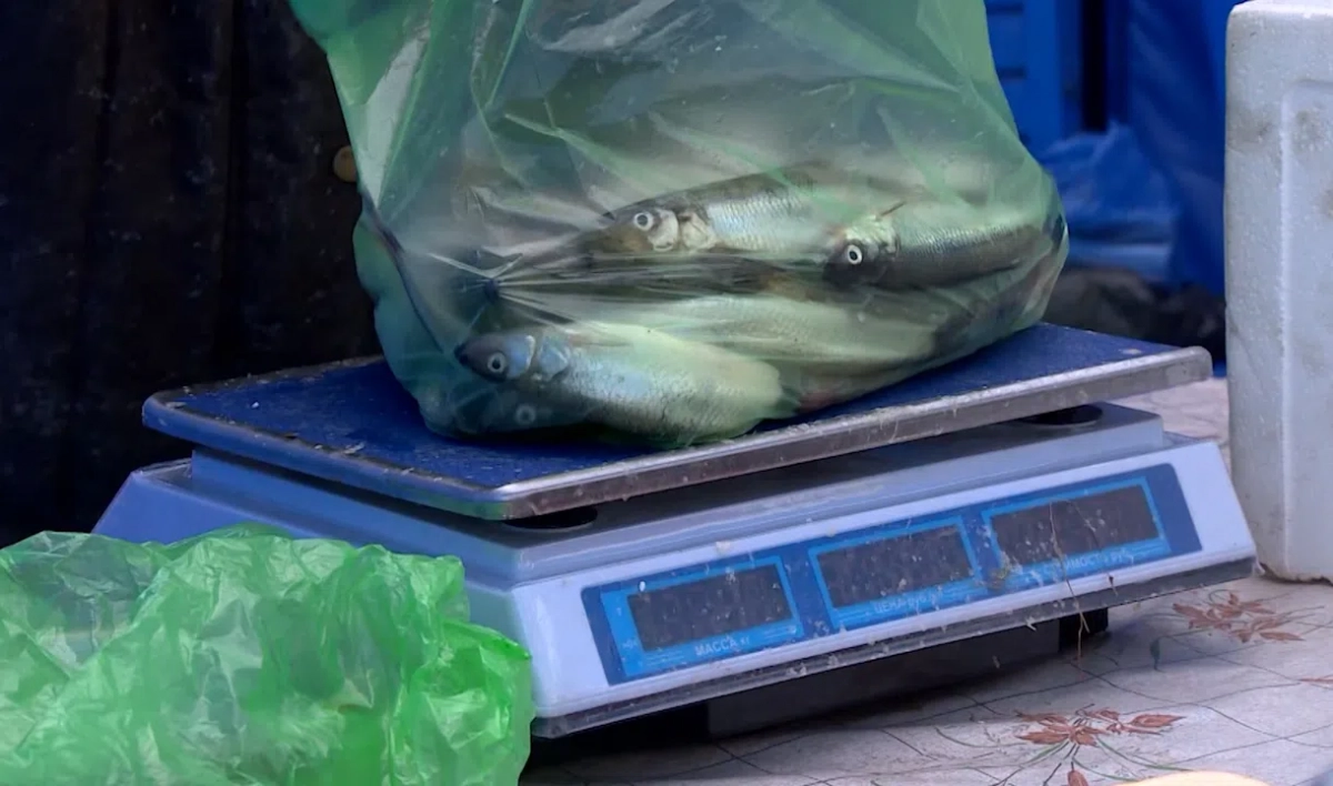 Рыболовы Петербурга удержат низкую цену на корюшку - tvspb.ru