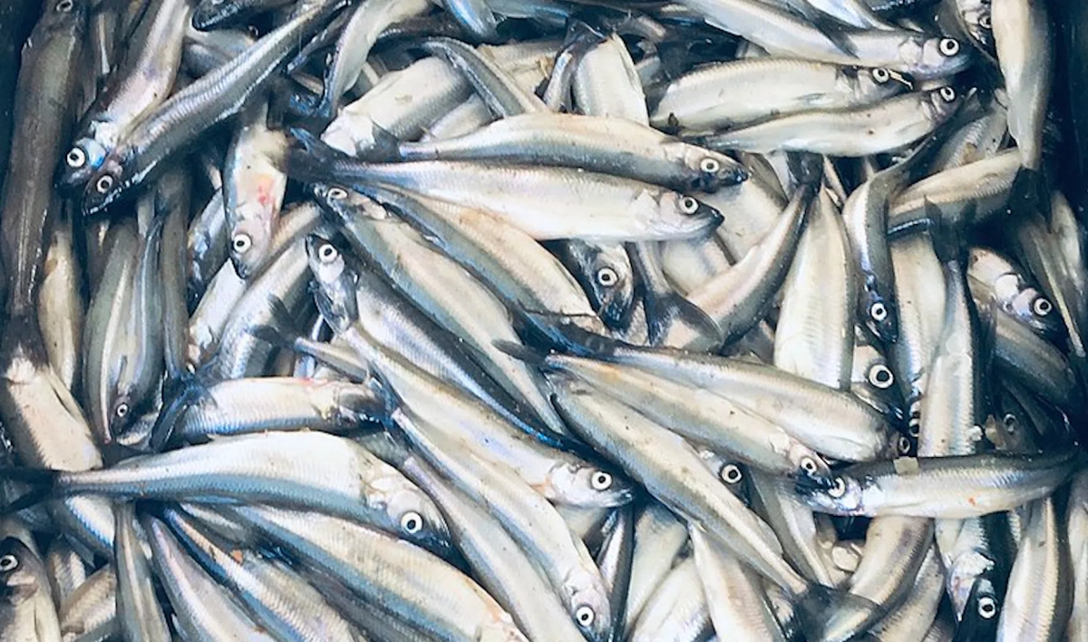 Эксперт рассказал, что повлияет на стоимость корюшки в этом году - tvspb.ru