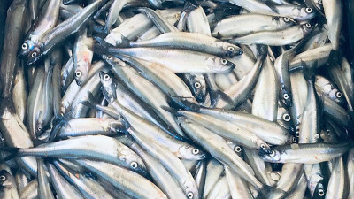 Эксперт рассказал, что повлияет на стоимость корюшки в этом году