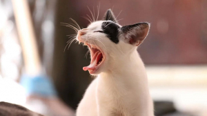 О чём вы разговариваете со своими питомцами?