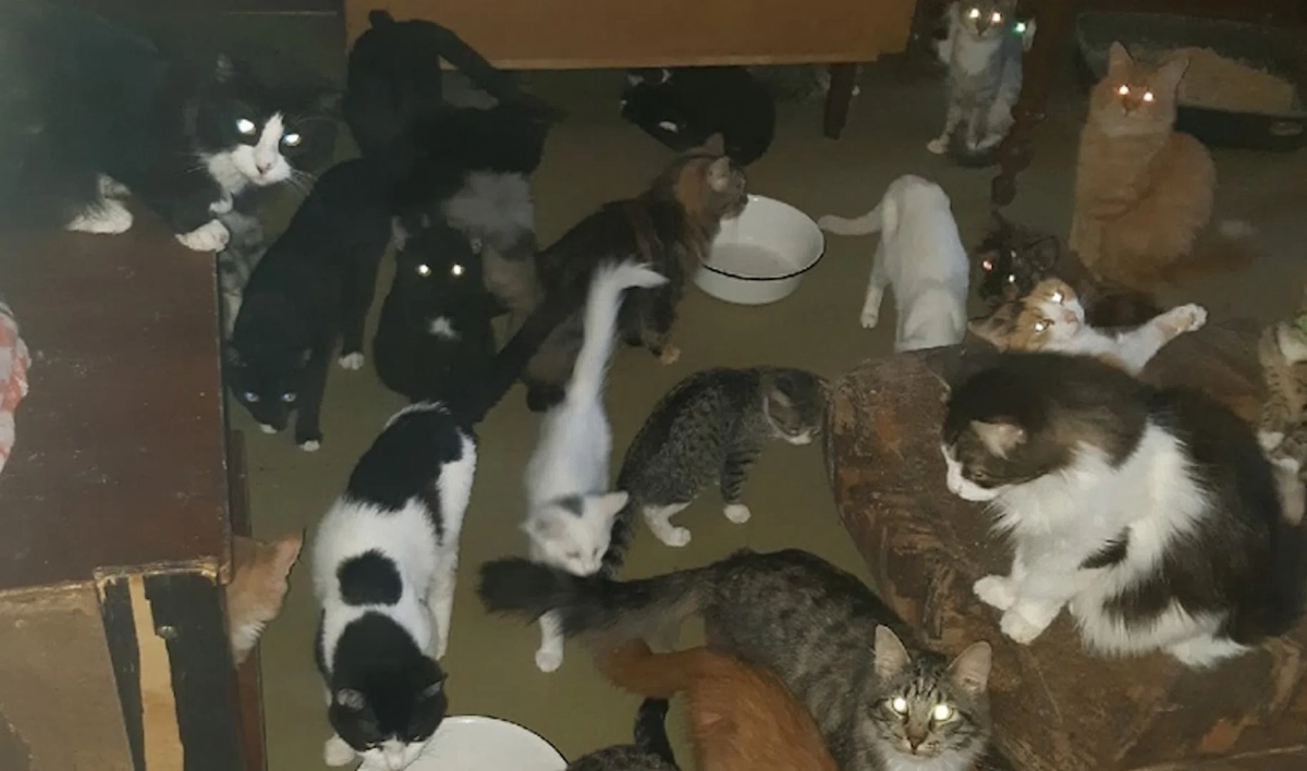 Несколько десятков кошек обнаружили в квартире на Стрельнинском шоссе - tvspb.ru